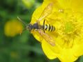 Nomada goodeniana (cf)